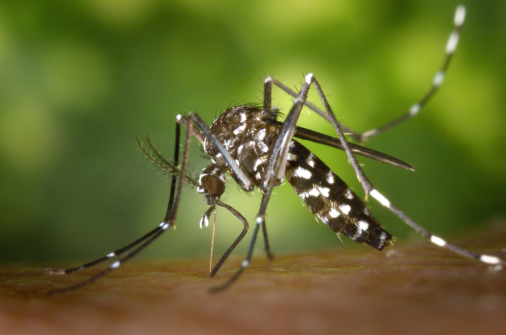 Brasil registra 1ª vacina contra dengue do País